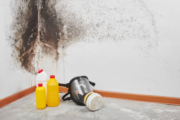 Best Mold Remediation Experts  in Nashville, GA