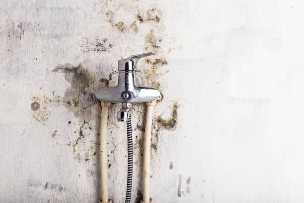 Best Home Mold Removal  in Nashville, GA