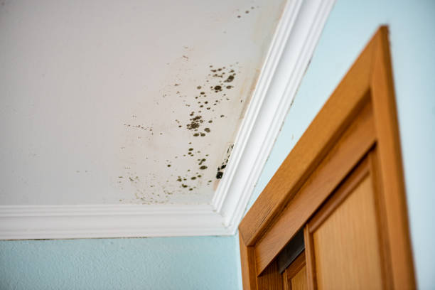 Best Attic Mold Removal  in Nashville, GA