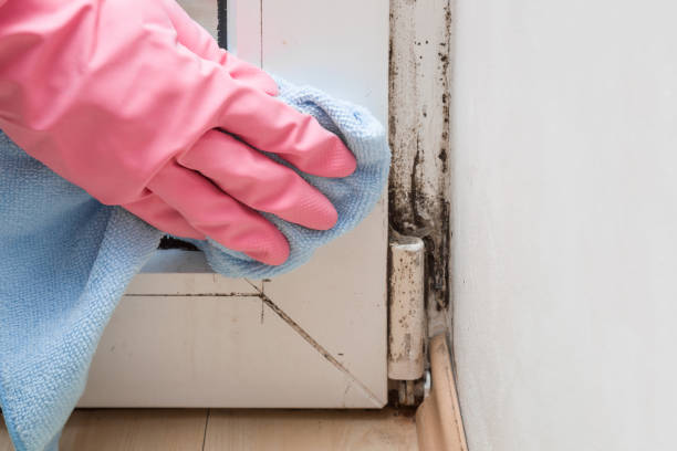 Best Certified Mold Removal  in Nashville, GA