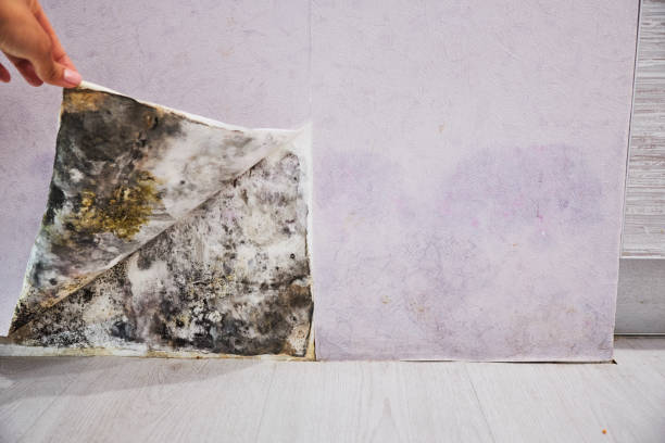 Best Best Mold Removal Companies  in Nashville, GA